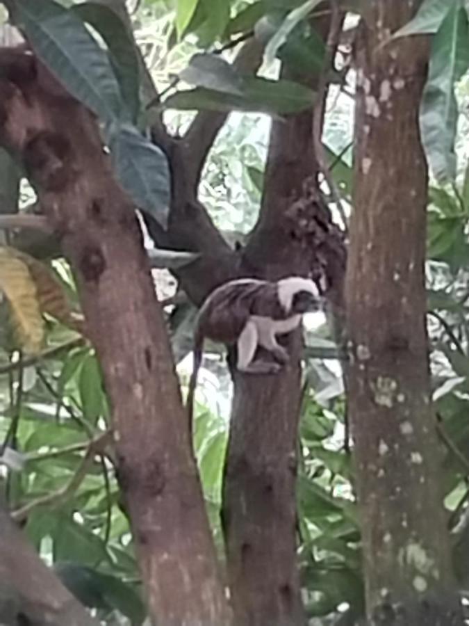 ホテルMi Refugio Tayrona サンタ・マルタ エクステリア 写真